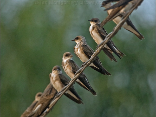 Brown-chested Martin brown_chest_martin_204496.psd