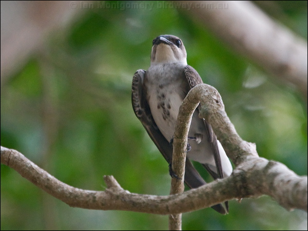 Brown-chested Martin brown_chest_martin_204716.psd