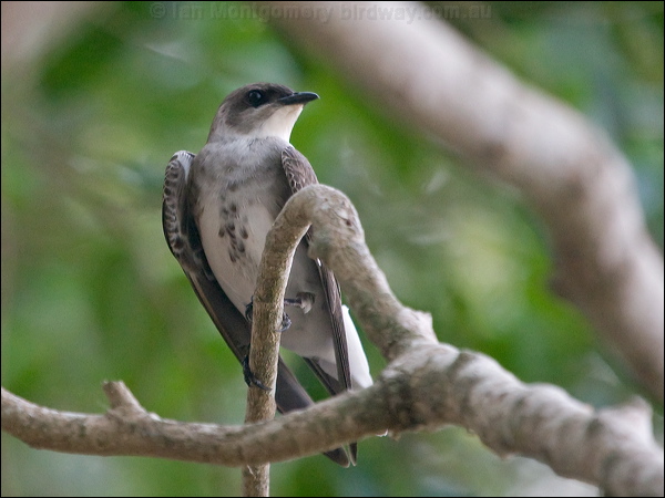 Brown-chested Martin brown_chest_martin_204717.psd