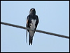 caribbean_martin_20649