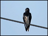 caribbean_martin_20669