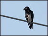 caribbean_martin_20670