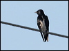 caribbean_martin_20671