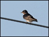 caribbean_martin_20675