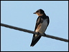 caribbean_martin_20683