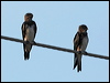 caribbean_martin_20684