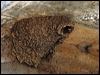 cliff_swallow_68635