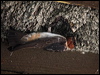 cliff_swallow_69633