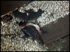 cliff_swallow_69635