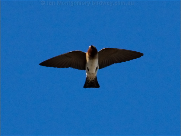 American Cliff Swallow cliff_swallow_67104.jpg