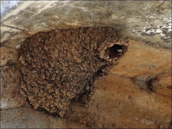 American Cliff Swallow cliff_swallow_68635.jpg