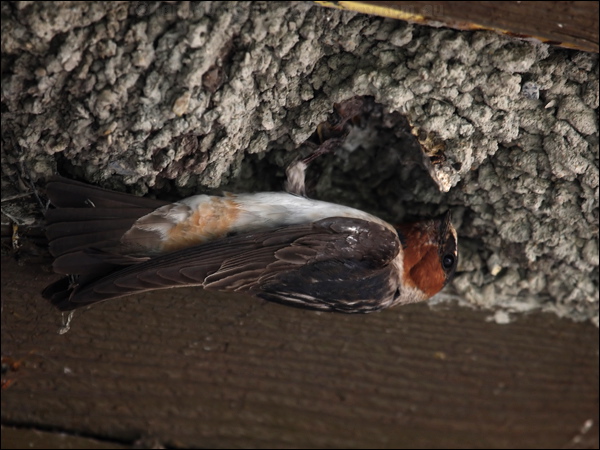 American Cliff Swallow cliff_swallow_69633.jpg