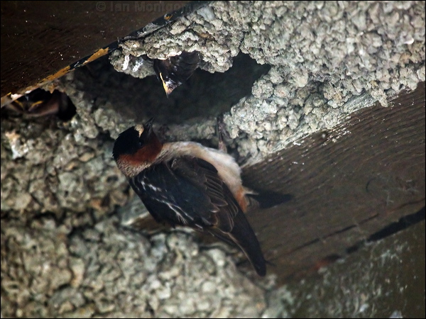 American Cliff Swallow cliff_swallow_69635.psd