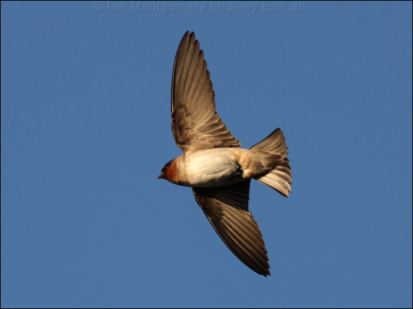 American Cliff Swallow cliff_swallow_69647.jpg