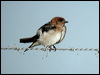fairy_martin_08367