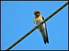 fairy_martin_169117