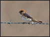 fairy_martin_199393
