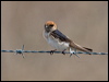 fairy_martin_199394