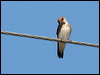 fairy_martin_33773