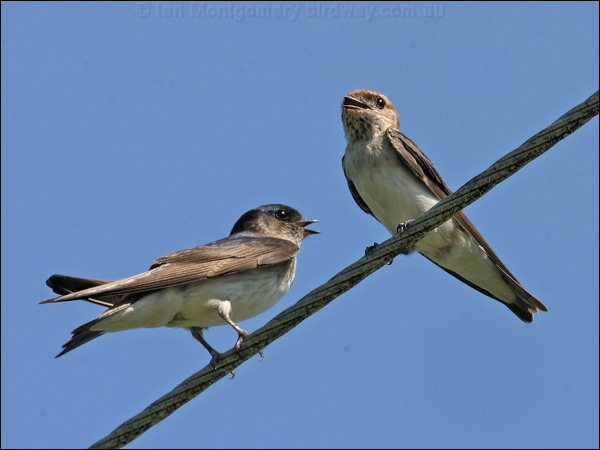 Fairy Martin fairy-tree_martin_12496.jpg