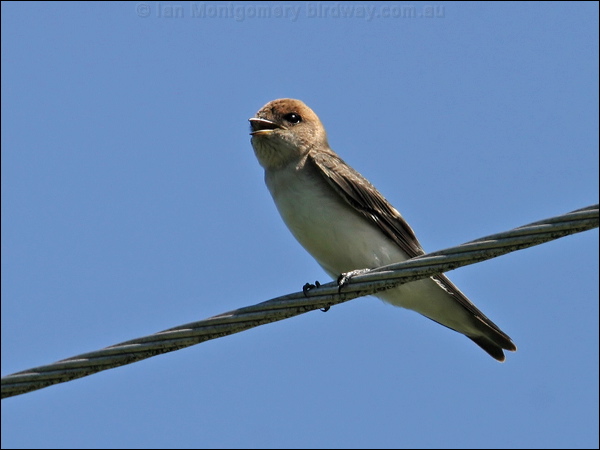 Fairy Martin fairy_martin_12482.jpg