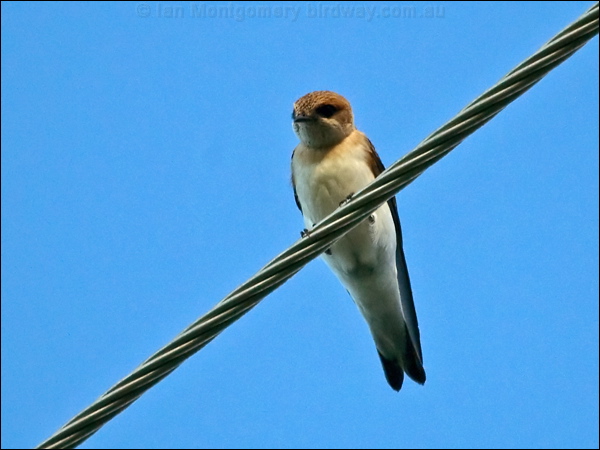 Fairy Martin fairy_martin_169117.psd