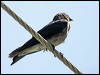 graybreasted_martin_23707