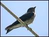 graybreasted_martin_23708