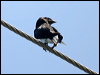 graybreasted_martin_23711