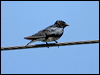 graybreasted_martin_23718