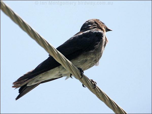 Grey-breasted Martin graybreasted_martin_23707.jpg