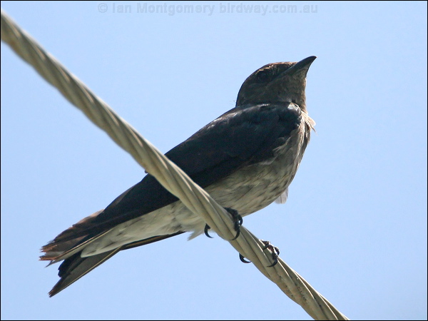 Grey-breasted Martin graybreasted_martin_23708.jpg