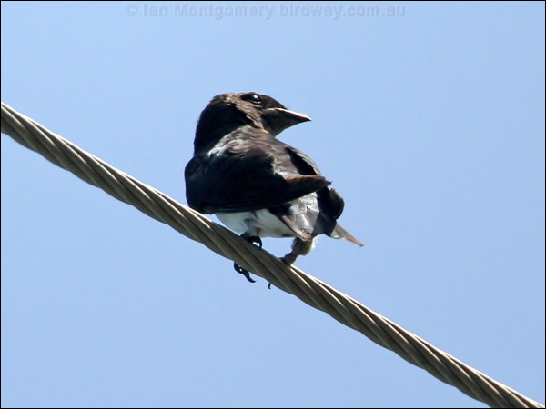 Grey-breasted Martin graybreasted_martin_23711.jpg