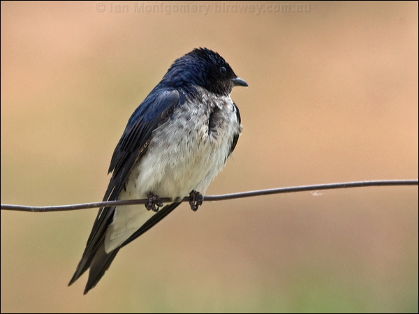 Grey-breasted Martin greybreasted_martin_206288.psd