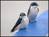 mangrove_swallow_112662