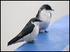 mangrove_swallow_112663