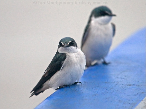 Mangrove Swallow mangrove_swallow_112662.psd