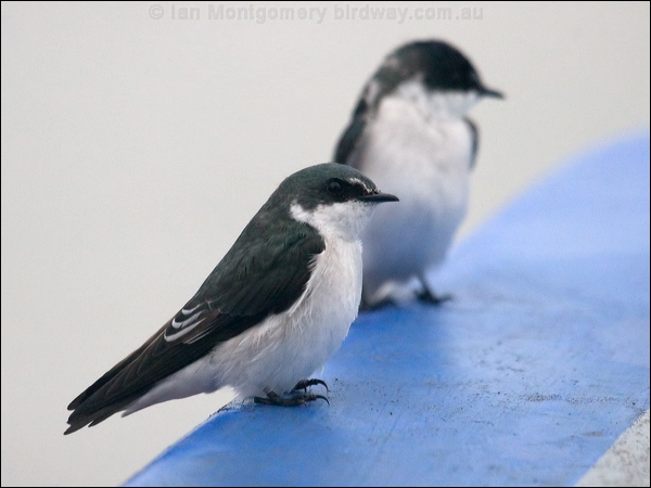 Mangrove Swallow mangrove_swallow_112663.psd