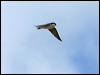 north_house_martin_52538