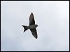 north_house_martin_52575