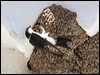 north_house_martin_53200