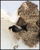north_house_martin_53207