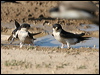north_house_martin_54197