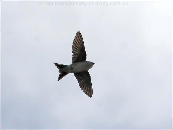 Common House Martin north_house_martin_52575.jpg