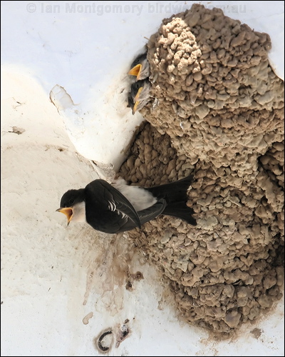 Common House Martin north_house_martin_53207.jpg