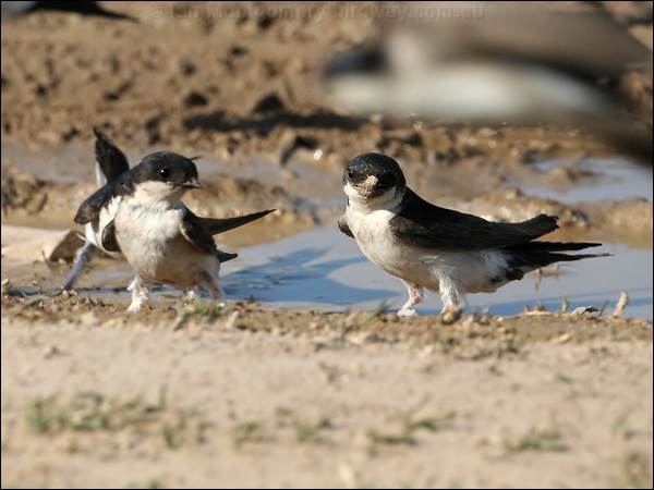 Common House Martin north_house_martin_54197.jpg