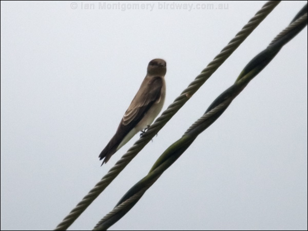 Northern Rough-winged Swallow northroughwswallow_112419.psd