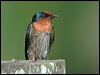 pacific_swallow_06142
