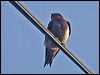 pacific_swallow_166678
