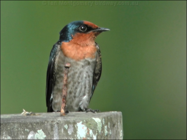 Pacific Swallow pacific_swallow_06142.psd